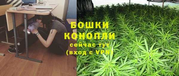 сатива Беломорск